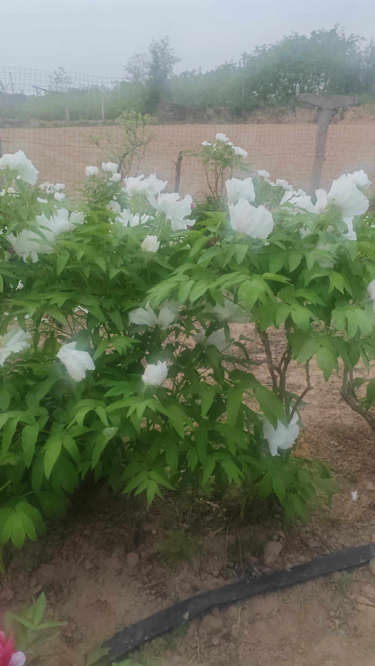 看看你拍的花有多美晨雾轻笼的田垄间，一片白牡丹悄然盛放。素白花瓣莹润如雪，在朦胧