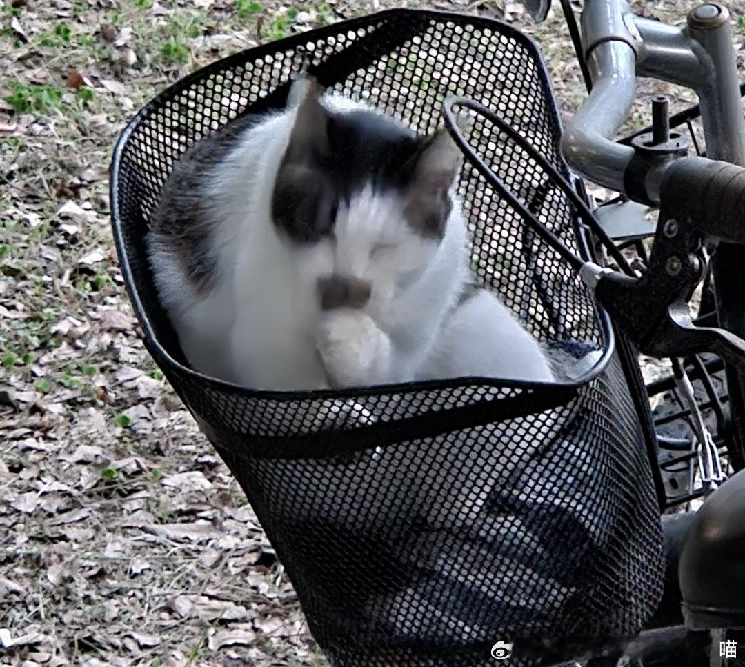 52107【丑猫】学校里的八嘎猫 嘿嘿 ​​​