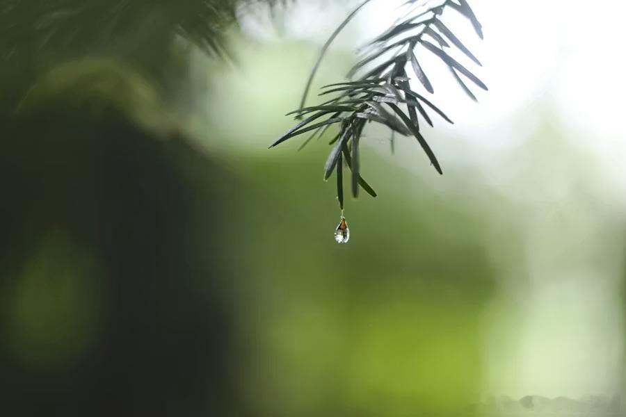 再见，亲爱的遥远的夏天。我在雨中固执地爱你，我期待灿烂的八月。 