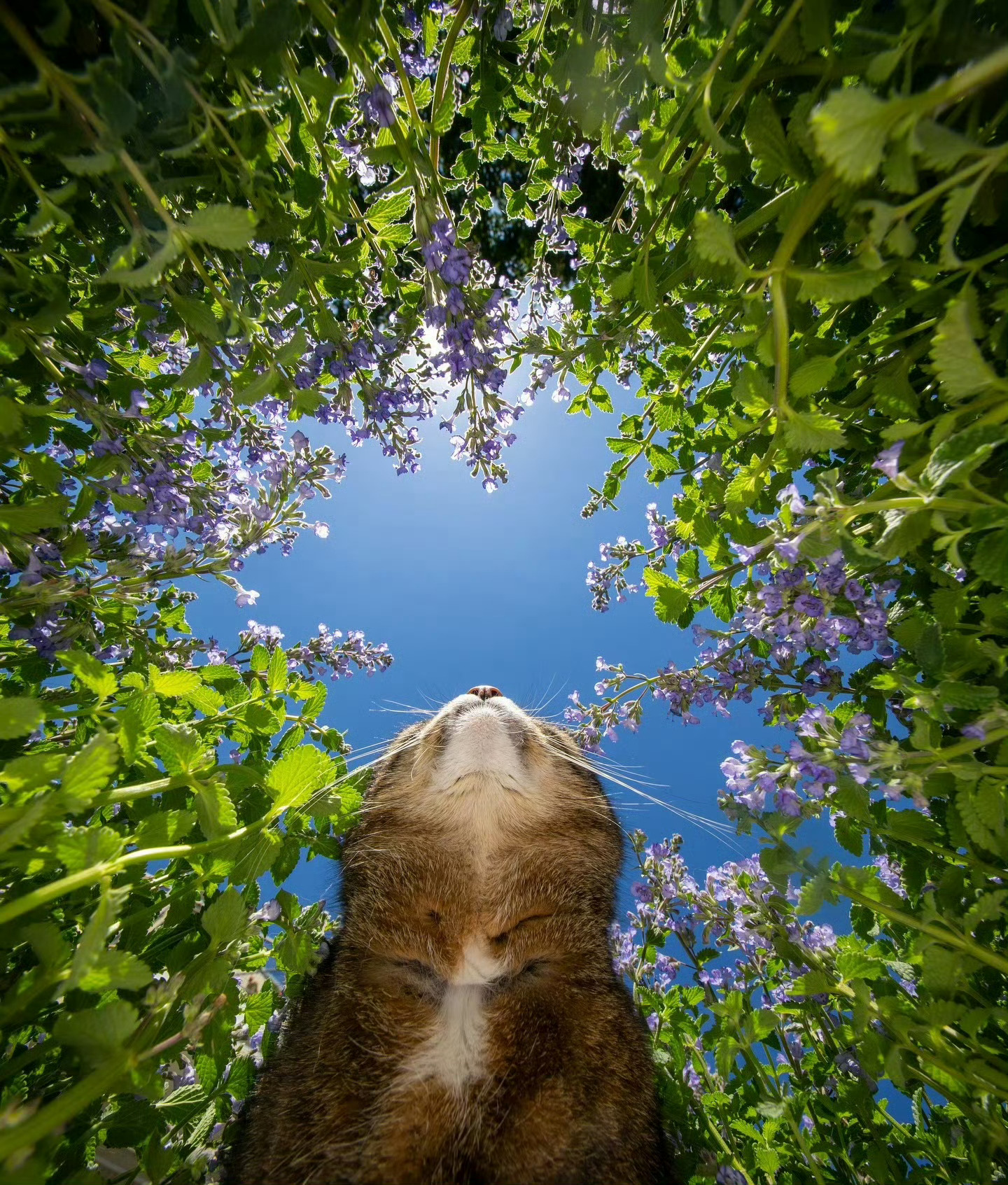 猫咪：我准备好了，拍吧📸 