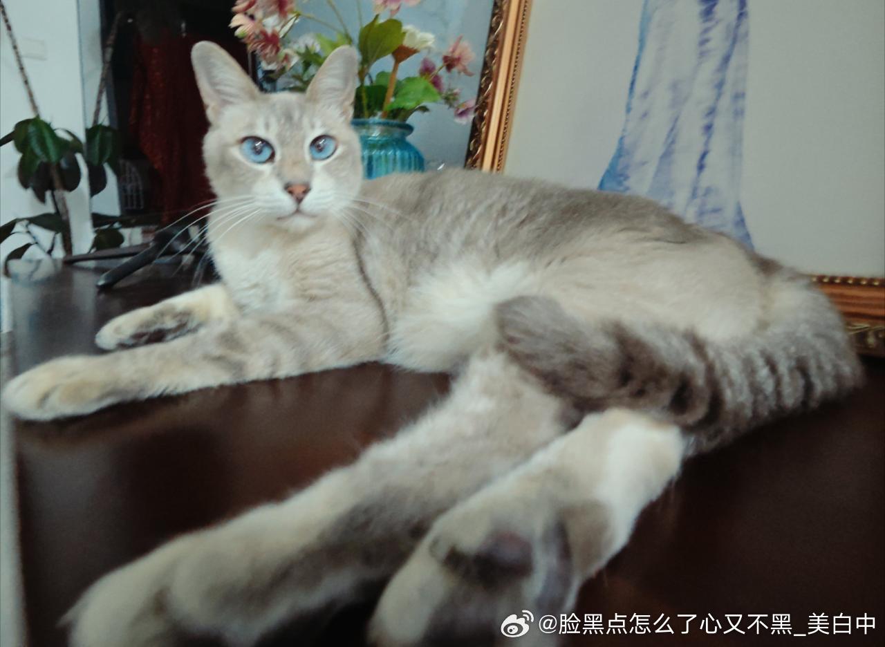 4023只黑脸不要。用。广角。拍。糊罗。 