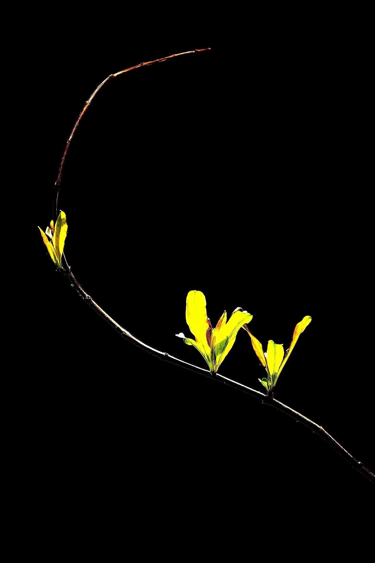 春枝。自然线条创作 创意绘画新境界 艺术创作灵感源