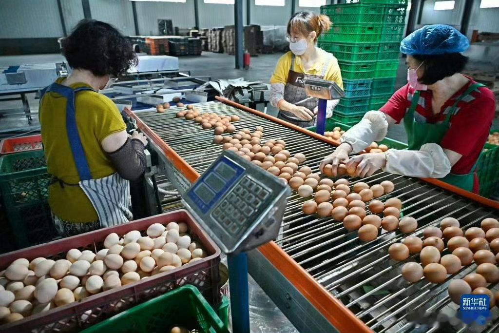 刷新对青岛农业的认知，两条千亿产业链构建完整产业生态，不少全国知名领军企业落户扎