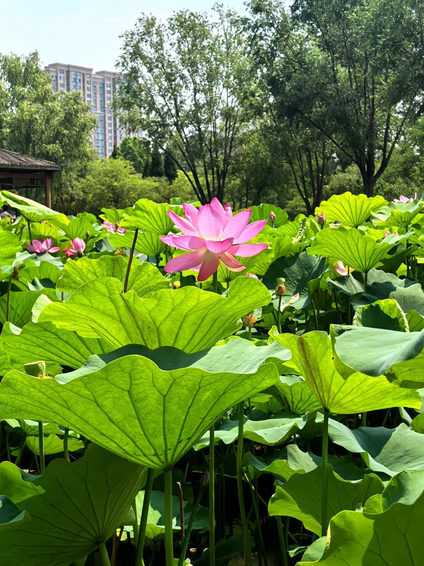 风动荷香夏正浓 连云港·郁洲公园