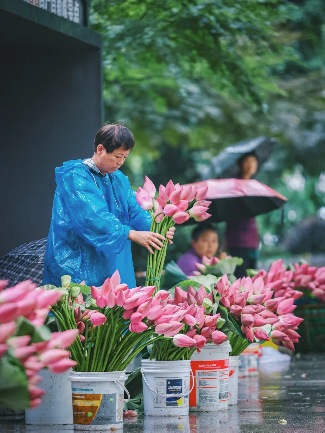 苏州醉浪漫的夏日限定荷花市集🪷已开市！