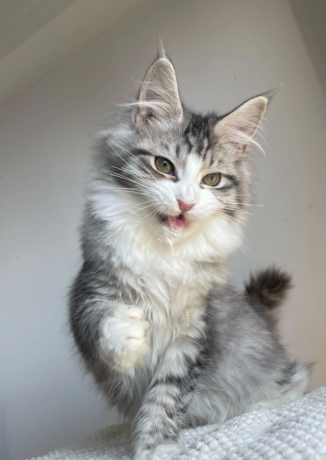 缅因｜银虎斑加白缅因妹妹