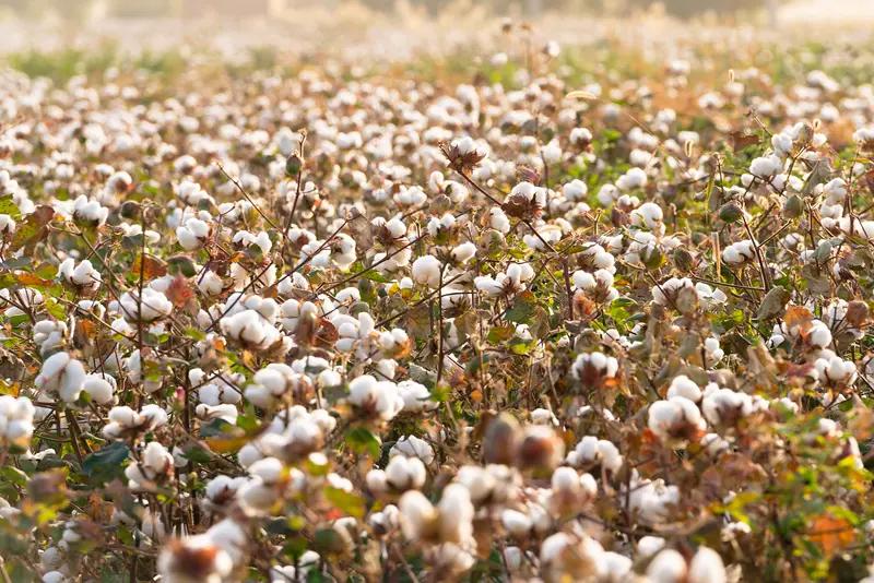 “新疆的棉花不是让你来糟蹋的！”，博主曝光个别游客随意踩踏棉花地乱象，揪掉棉花拍