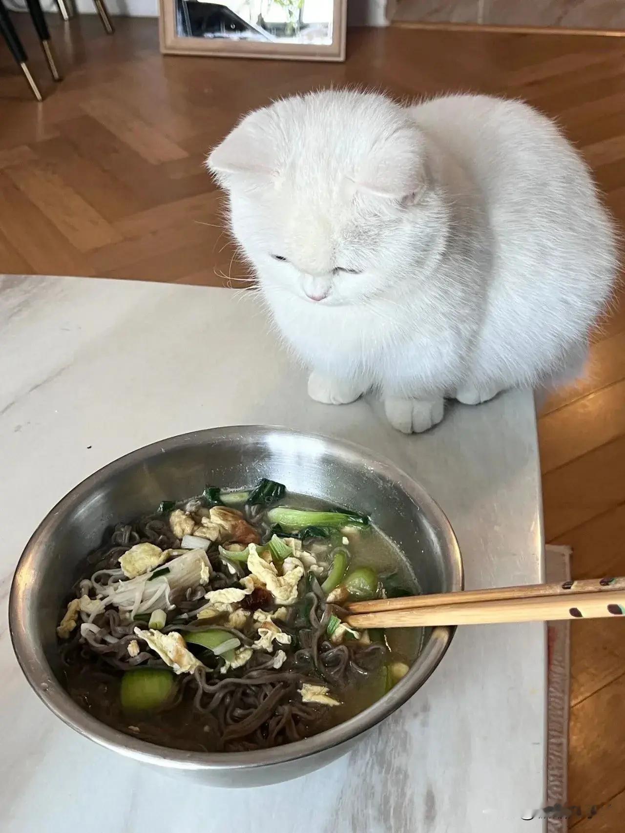 帮我看下猫，不要让它偷吃！