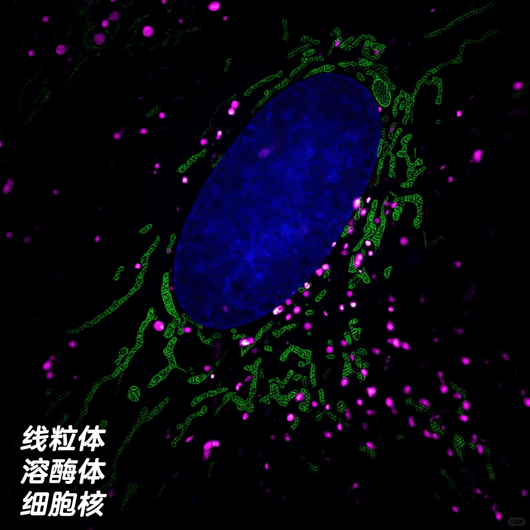 线粒体+溶酶体，拍到啦！免费培训班来啦！