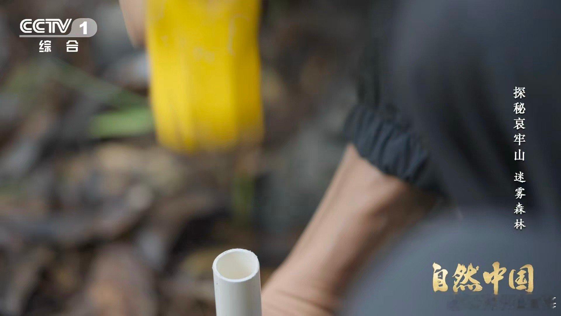 哀牢山神秘植物不靠光合作用存活哀牢山这种花每年仅露面40多天  在哀牢山的云雾中