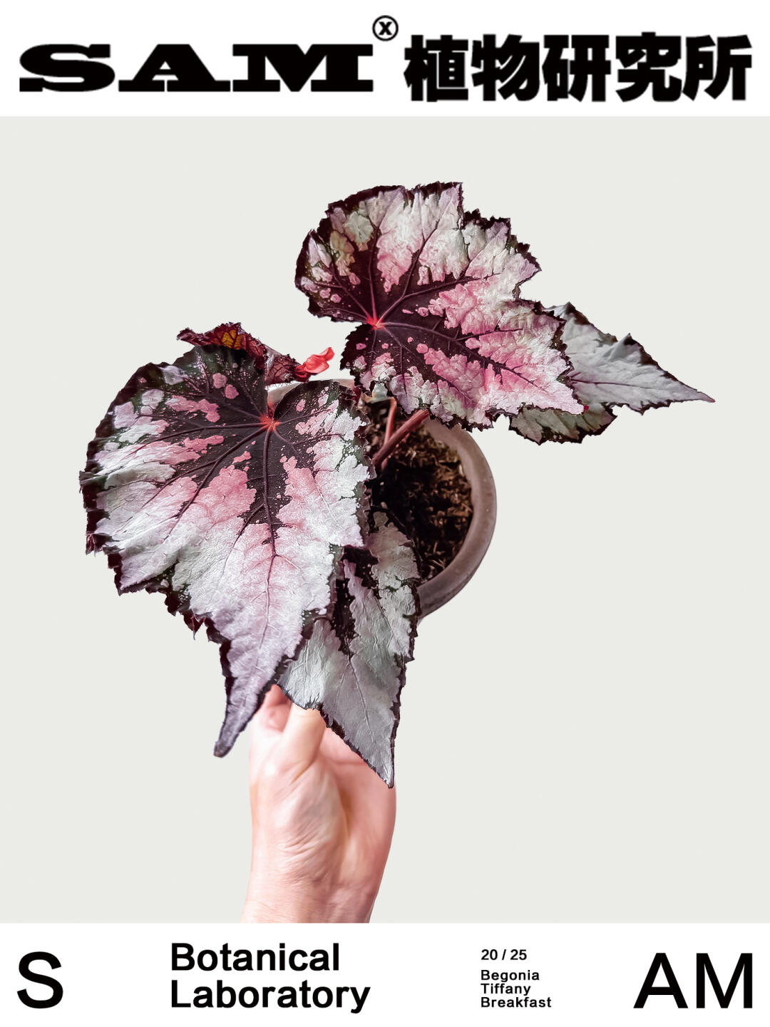蒂凡尼早餐｜Begonia Breakfast at Tiffany