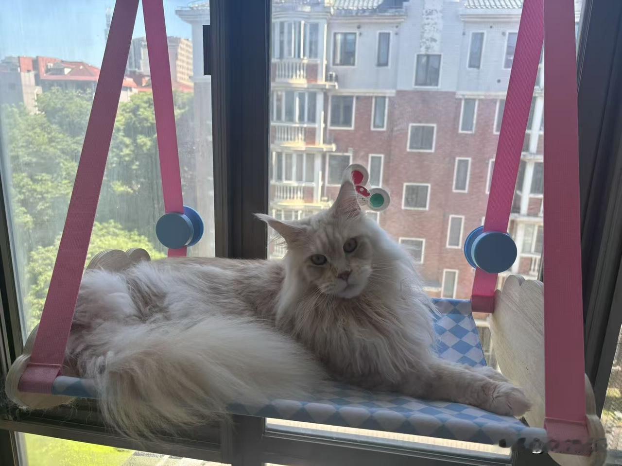 儿子啊，赶紧找个媳妇吧！别天天捣鼓一只猫了，你妈我都快愁死了猫 缅因