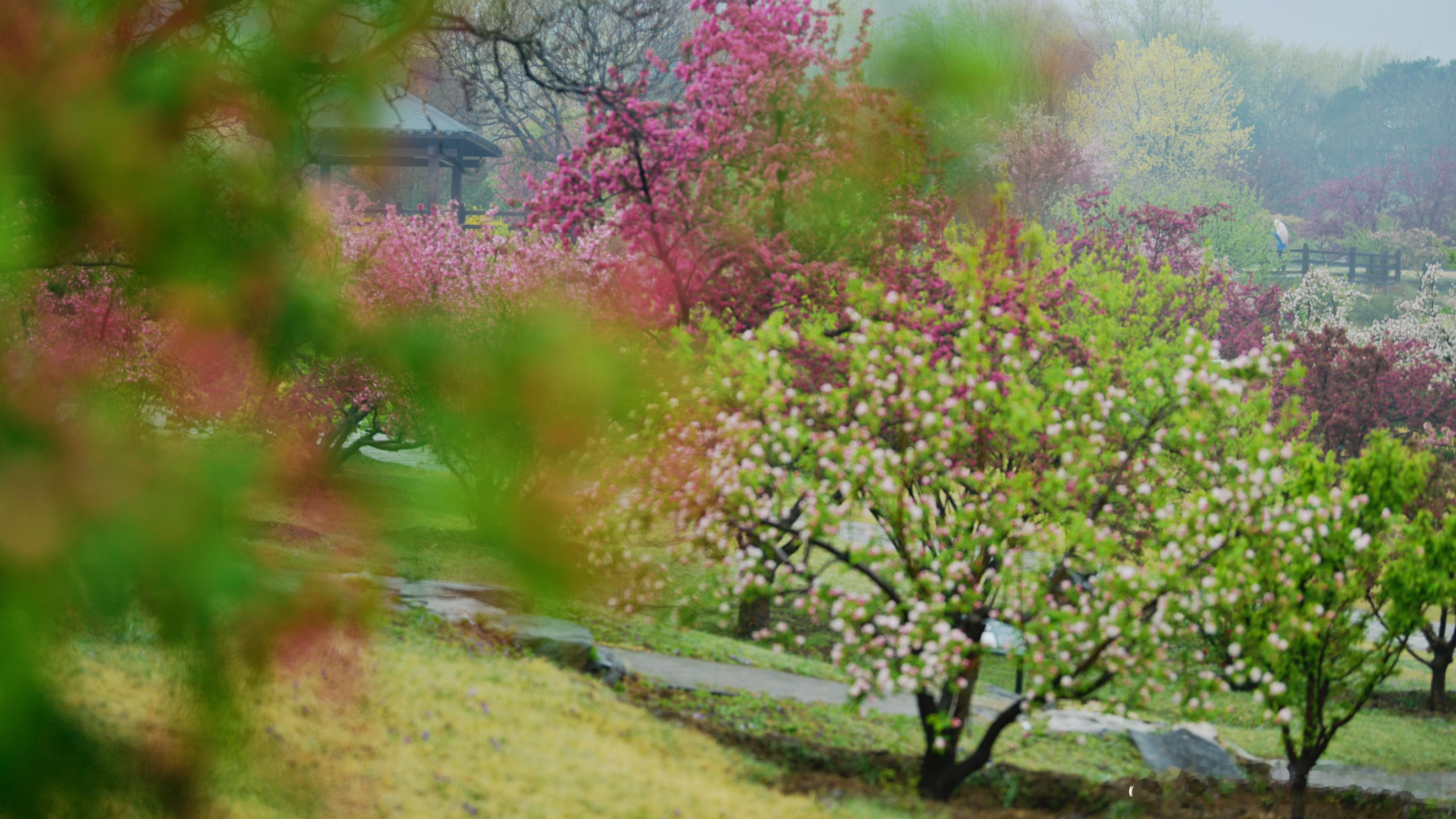 【烟雨春色——国家植物园 】细雨濛濛染京华，国家植物园春色正浓。玉兰亭亭、迎春灿