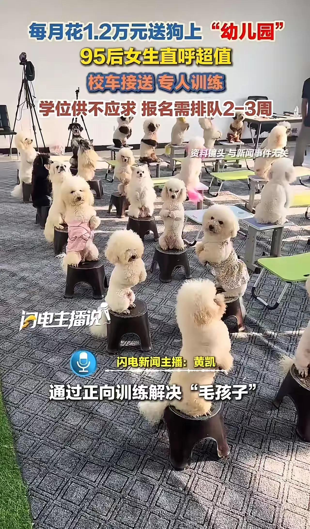“人不如狗实锤了！上海95后女生每月砸1.2万送狗上‘贵族幼儿园’，还得排队抢名