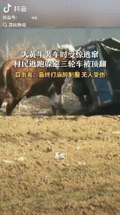 受惊的牛！山东泰安，一头大黄牛在装车的时候受惊逃窜，吓得村民逃跑躲避，大黄牛为了