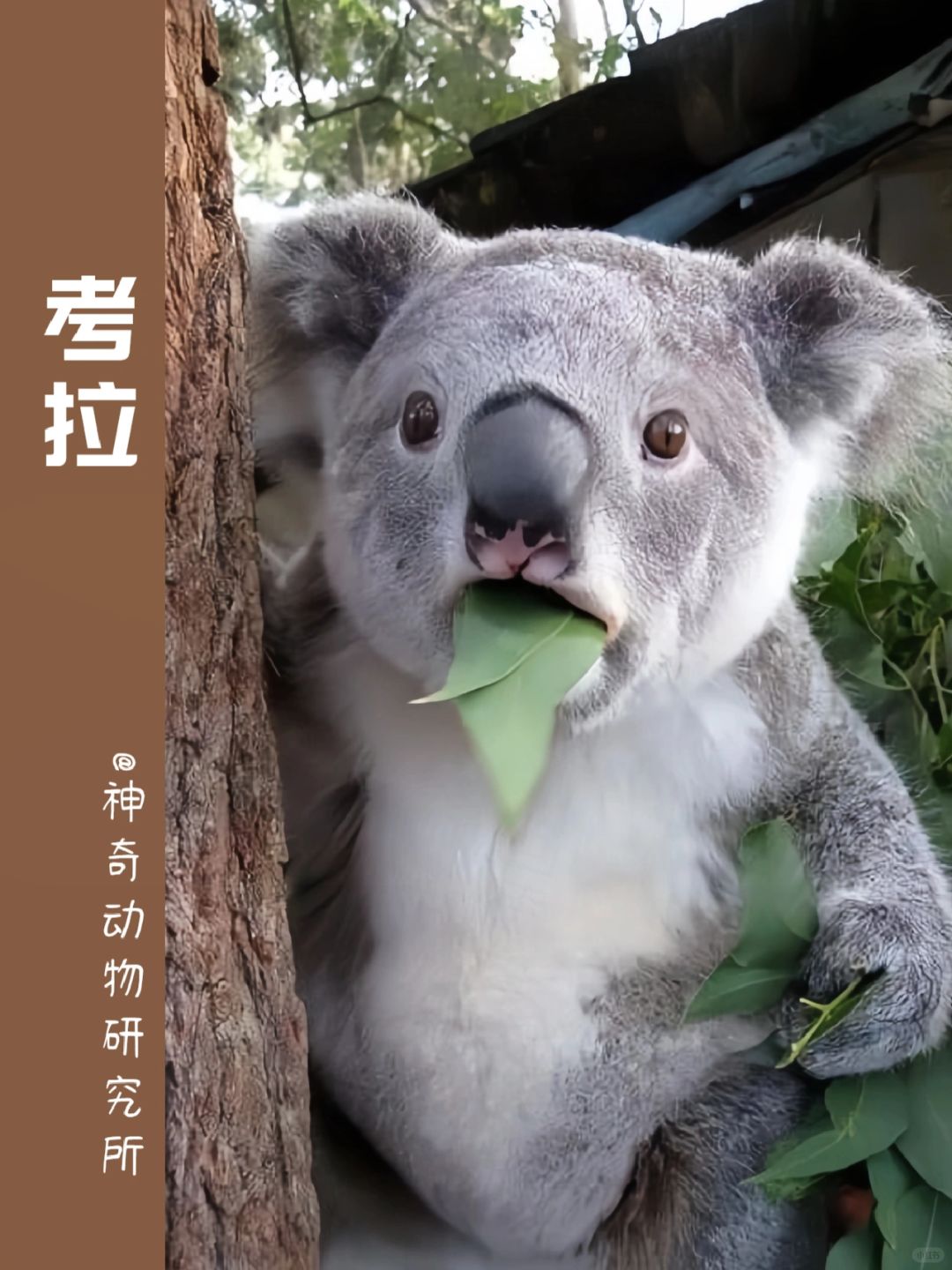 每天了解一种趣味动物👀考拉