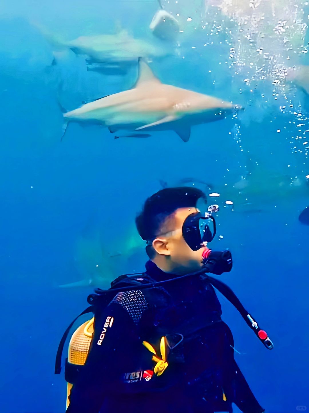 在南非德班鲨潜fundive：与鲨共舞