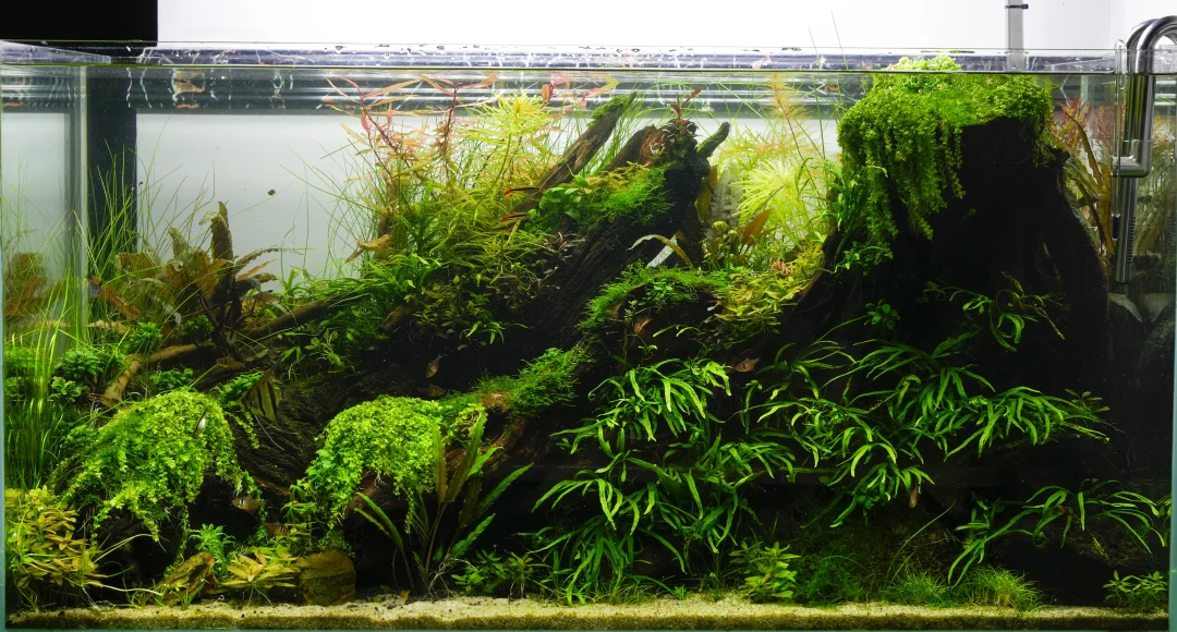 90cm草缸成景全纪录（四）