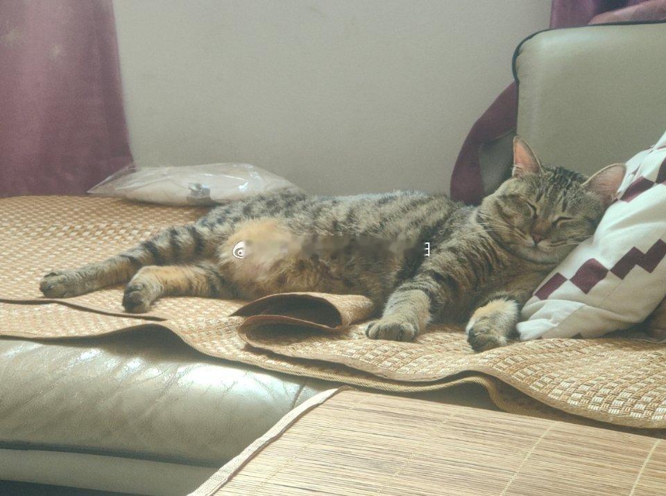 论猫咪的睡姿多像人[吃惊][吃惊][吃惊]这猫咪还是我从小养到大的喵咪吗？来！！