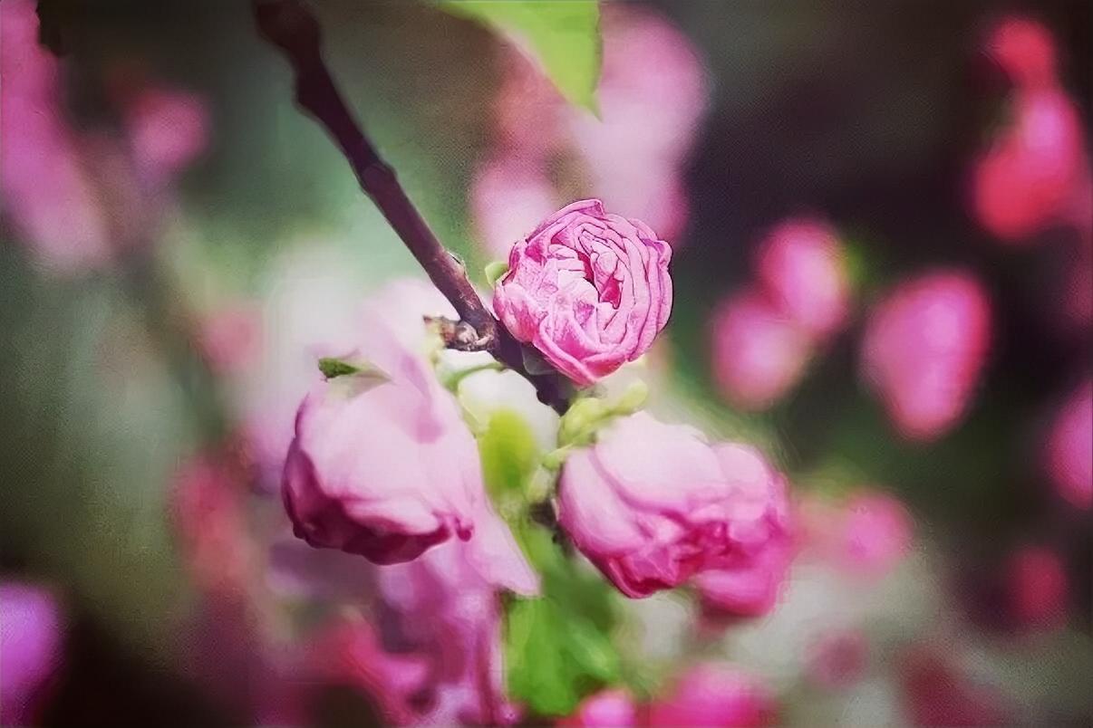《春悟》
远看花有色，
近听鸟喳喳。
冬去春来也，
人间皆是景。

白雪化成泪，