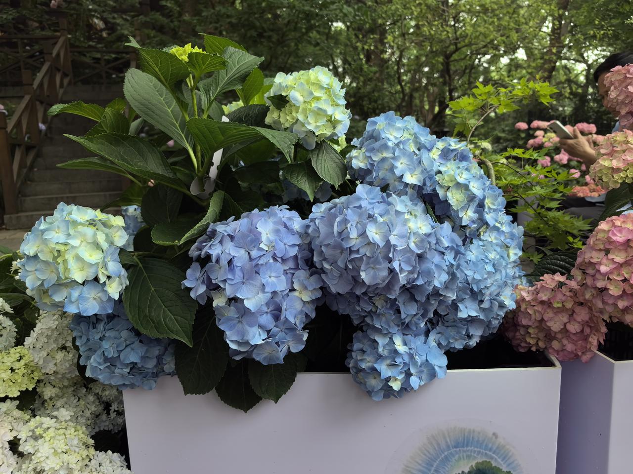 花中蓝精灵