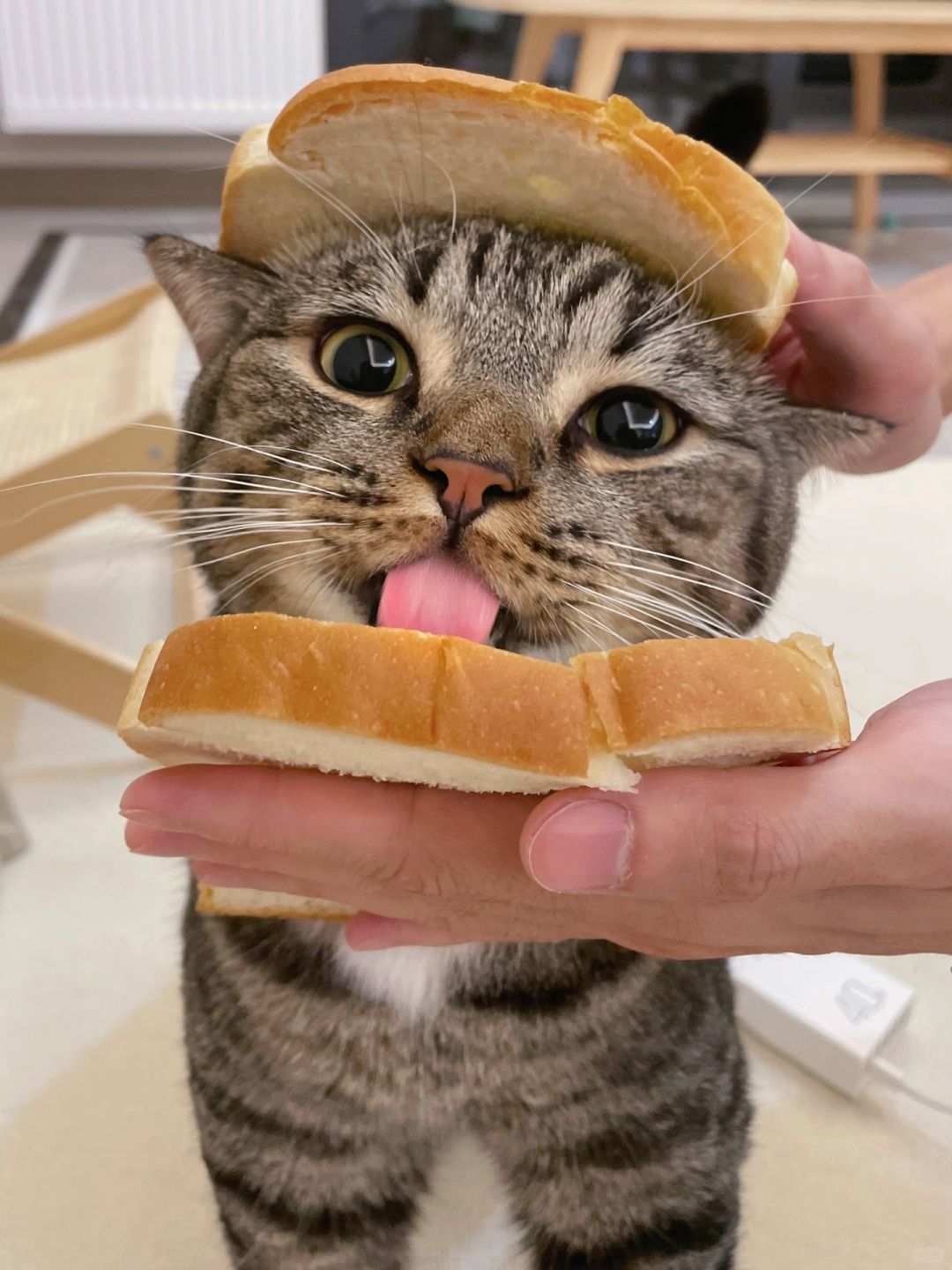 猫猫我可以做你心里唯一的堡吗！