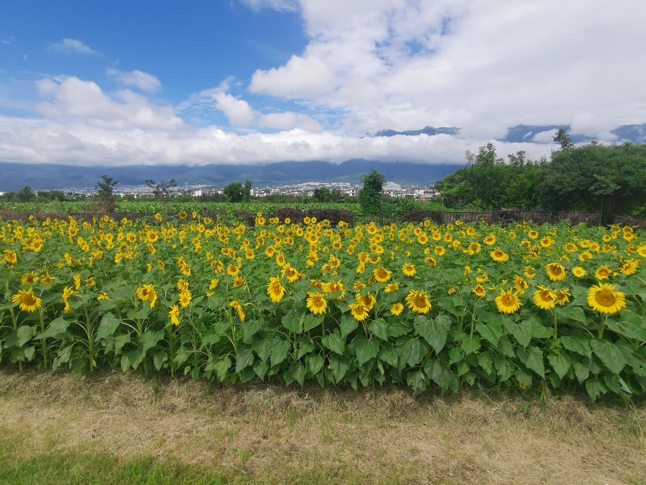 今日苍山
大理怎么拍照好看