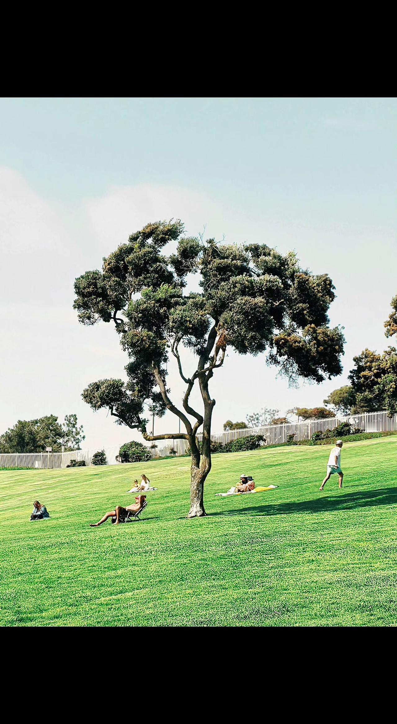 🌳阳光碎成金箔落满草地，树影是天空的拥抱。风摇叶响，偷来浮生半日闲✨。人间烟火