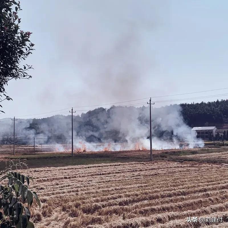 央视调查烧秸秆屡禁不止 央视调查发现，烧秸秆现象屡禁不止，这不能全怪农民。农忙时