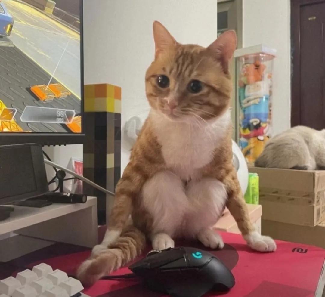 这猫是要成精了吗