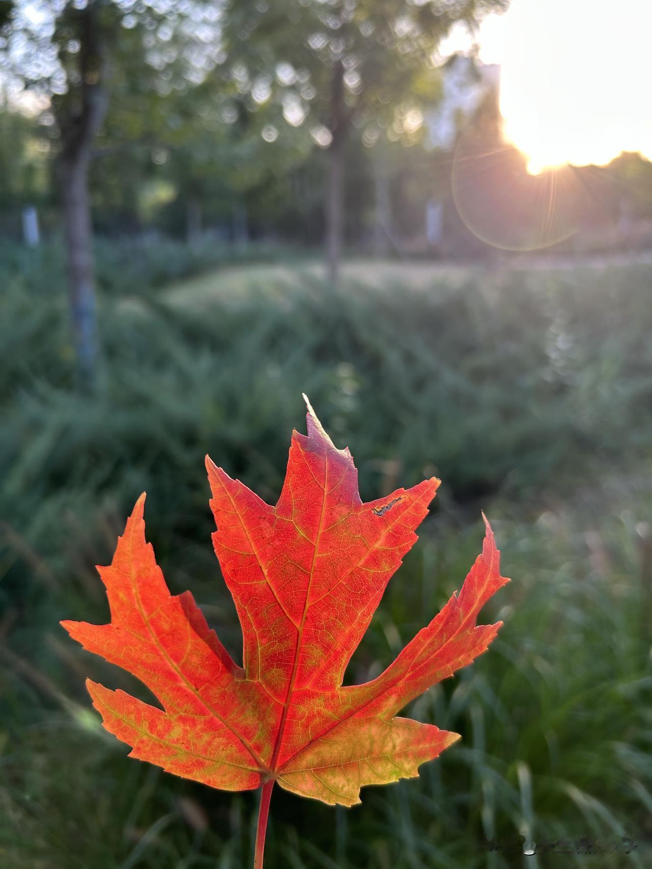 抓住一片早秋的红枫🍁

夕阳透过枝叶洒下来，叶脉裹着暖光。

夏天慢慢退场，秋