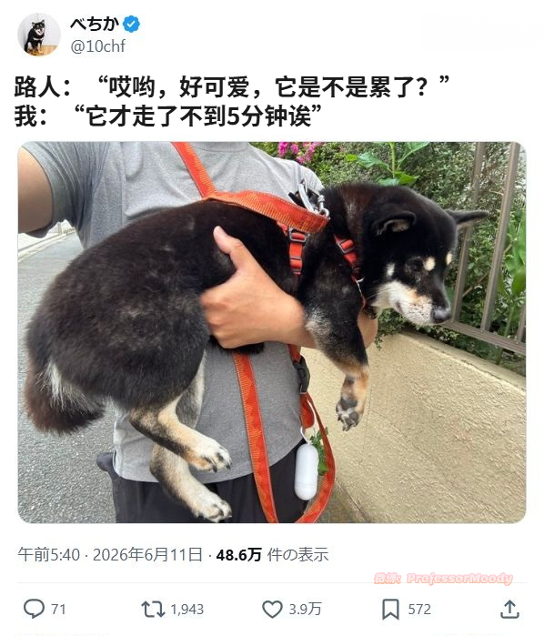 真的是条懒狗诶meme ​​​