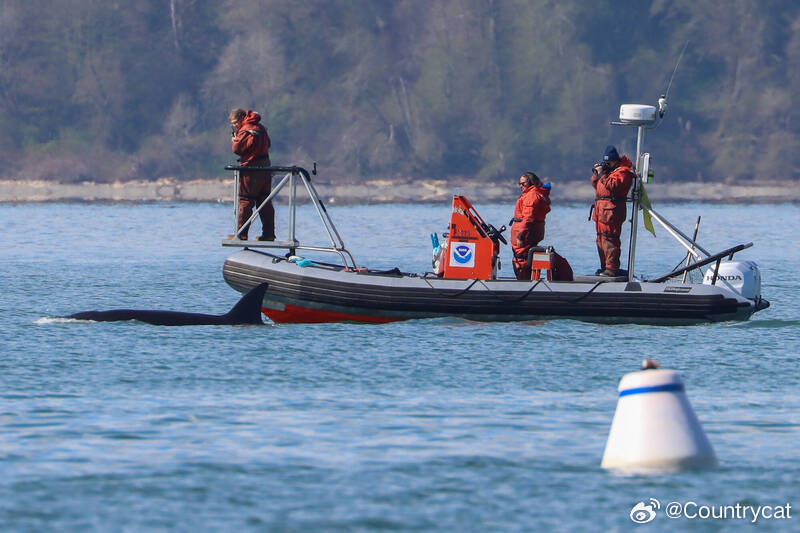 西雅图外海惊现“神秘客” 阿拉斯加虎鲸家族千里迁徙海外新鲜事虎鲸 美国华盛顿州西
