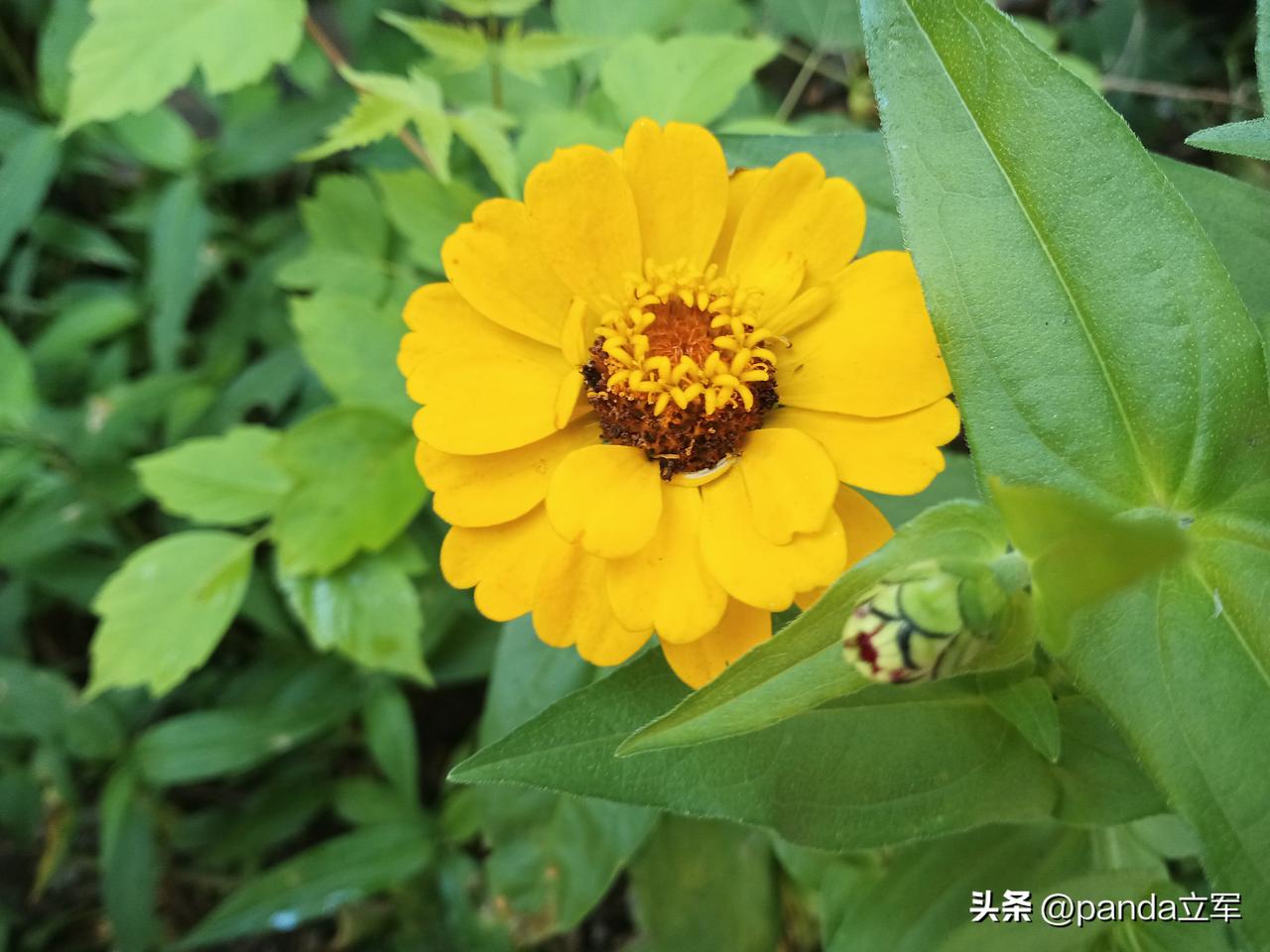 一根玉米的热量
一天中午，把买来的玉米放进锅里煮熟，中午就吃玉米，看看血糖能达到