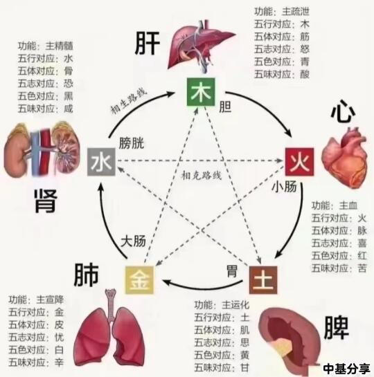 中基分享——五行与五脏
