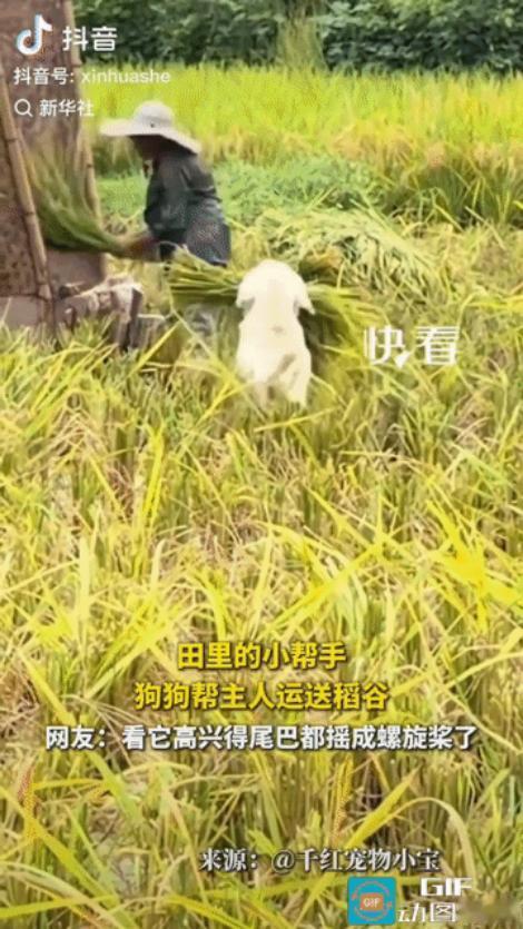 视频被新华社平台转发。四川一户农家在田间收割稻谷，家里的小狗也没闲着，一趟趟来回