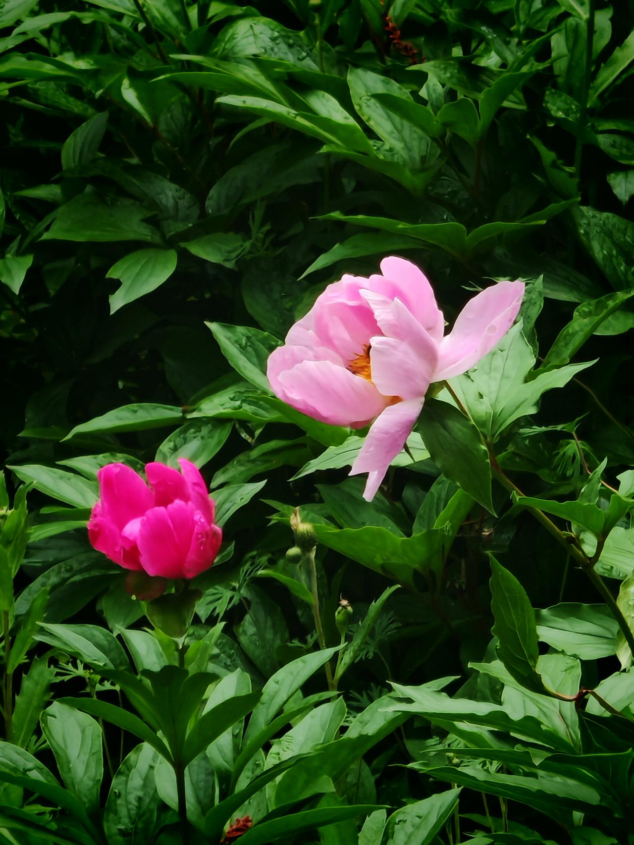 五月芍药提前花开富贵