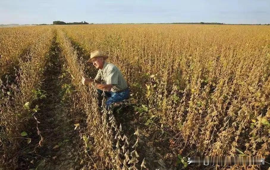 世界大豆第一的国家美国

美国在全球大豆生产和贸易中占据主导地位，其农业生产效率