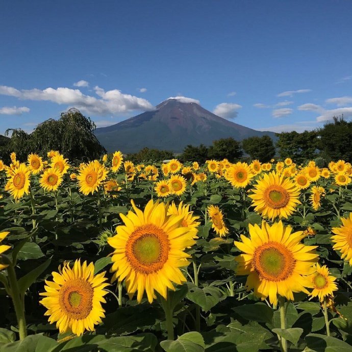 富士山与向日葵🌻  