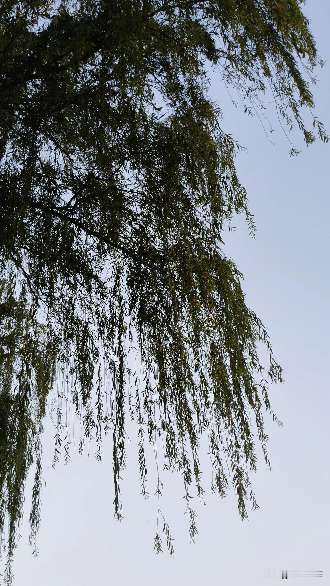 晒图笔记大赛大雨如线，垂柳如雨……