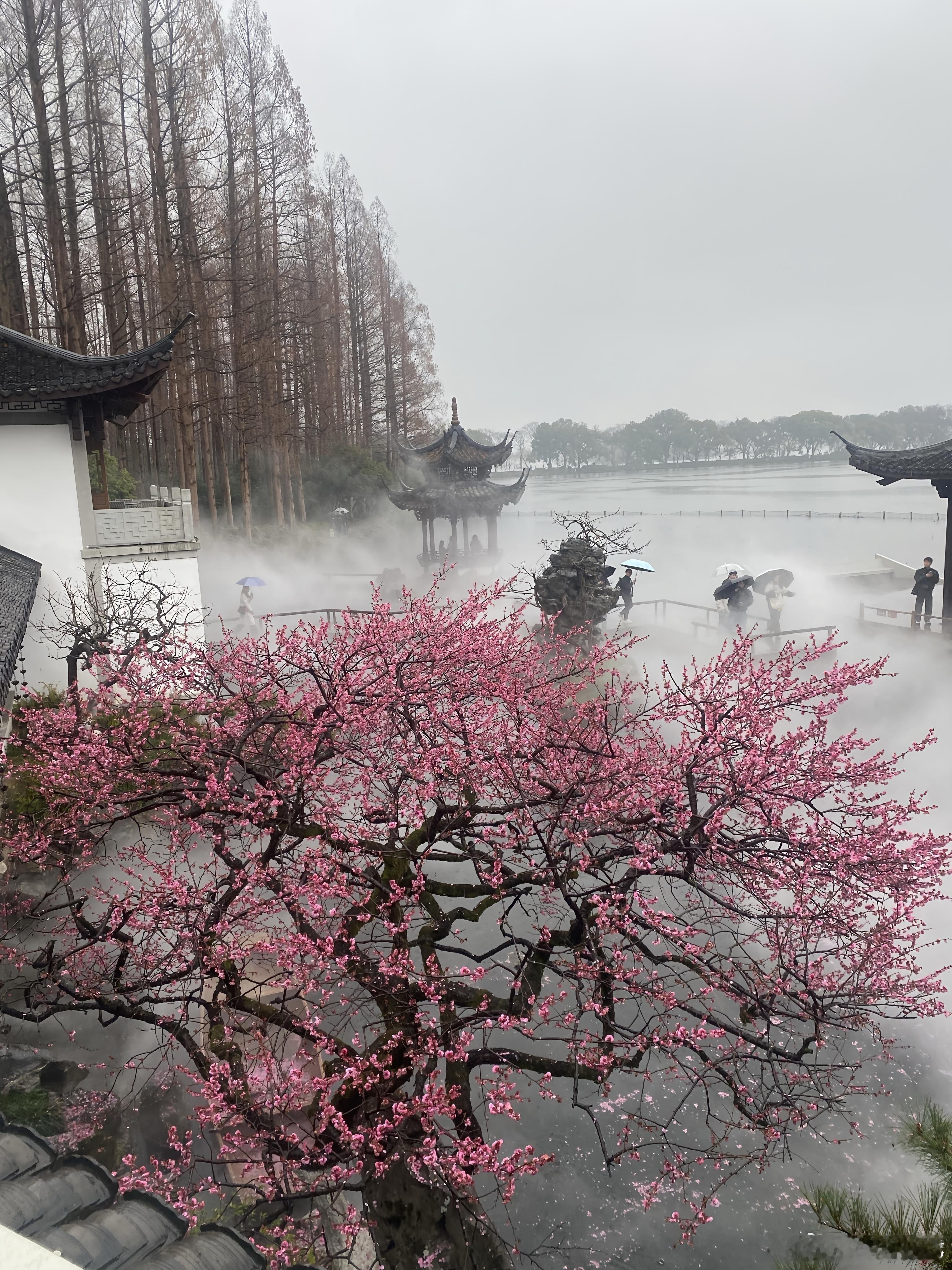 在西湖湛碧楼，我等到雾起梅开。原来真正的江南，不是风景，是一瞬让人安静下来的心。