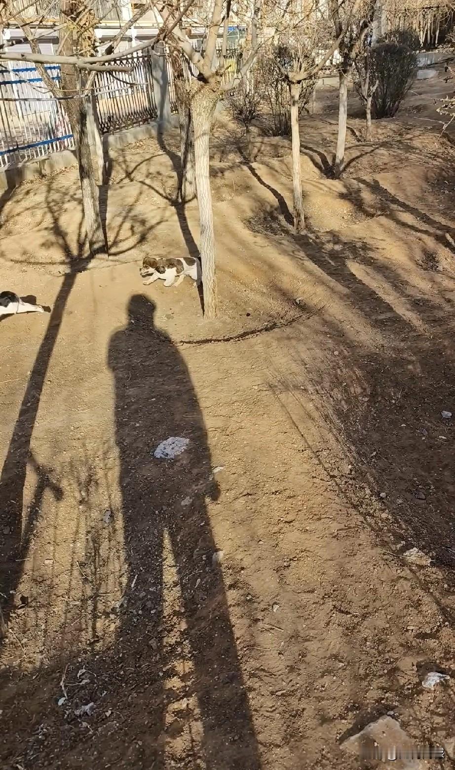 冬日暖阳，陪着旺旺，感受到了暖意，感受到了幸福，通过和毛孩子在一起玩耍，忘掉了一