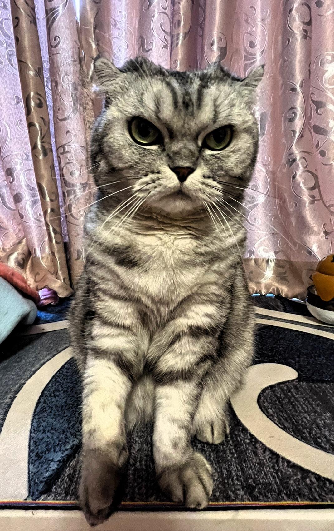 晒一晒你家的小猫咪