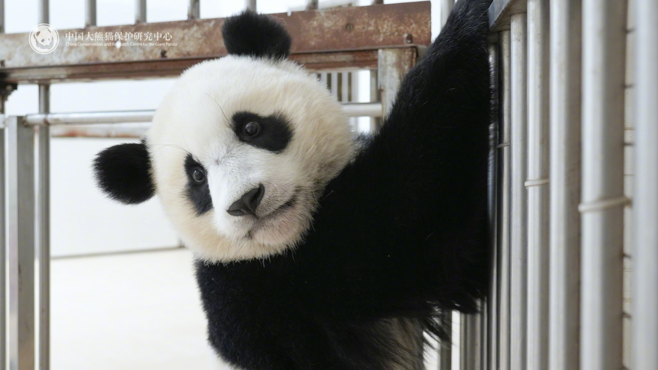 一眨眼“新乔”宝宝都长这么大啦～评论区留下你对“新乔”的成长祝福吧！（来源： ）