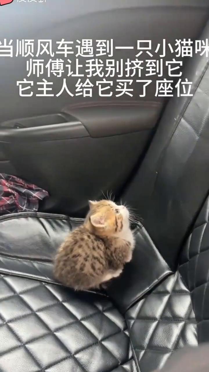 当顺风车遇到一只小猫咪，师傅让我别挤到它，它主人给它买了座位。司机：请勿猥亵乘客