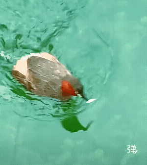 生这么多，还有一个没孵化![强]