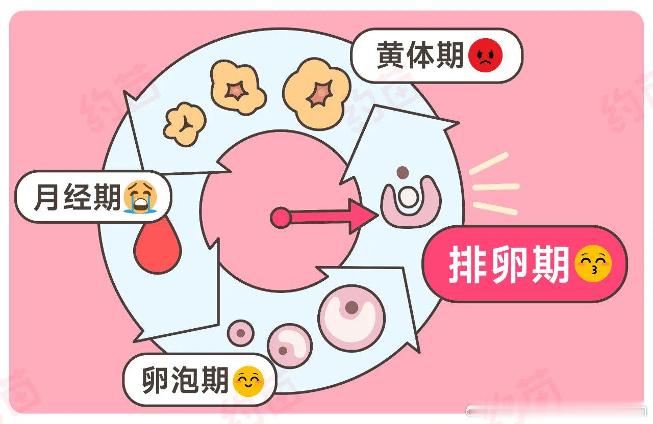 女生排卵时的 4 个「生理反应」，很多男生都误会了…女生每个月都要经历的那件事，