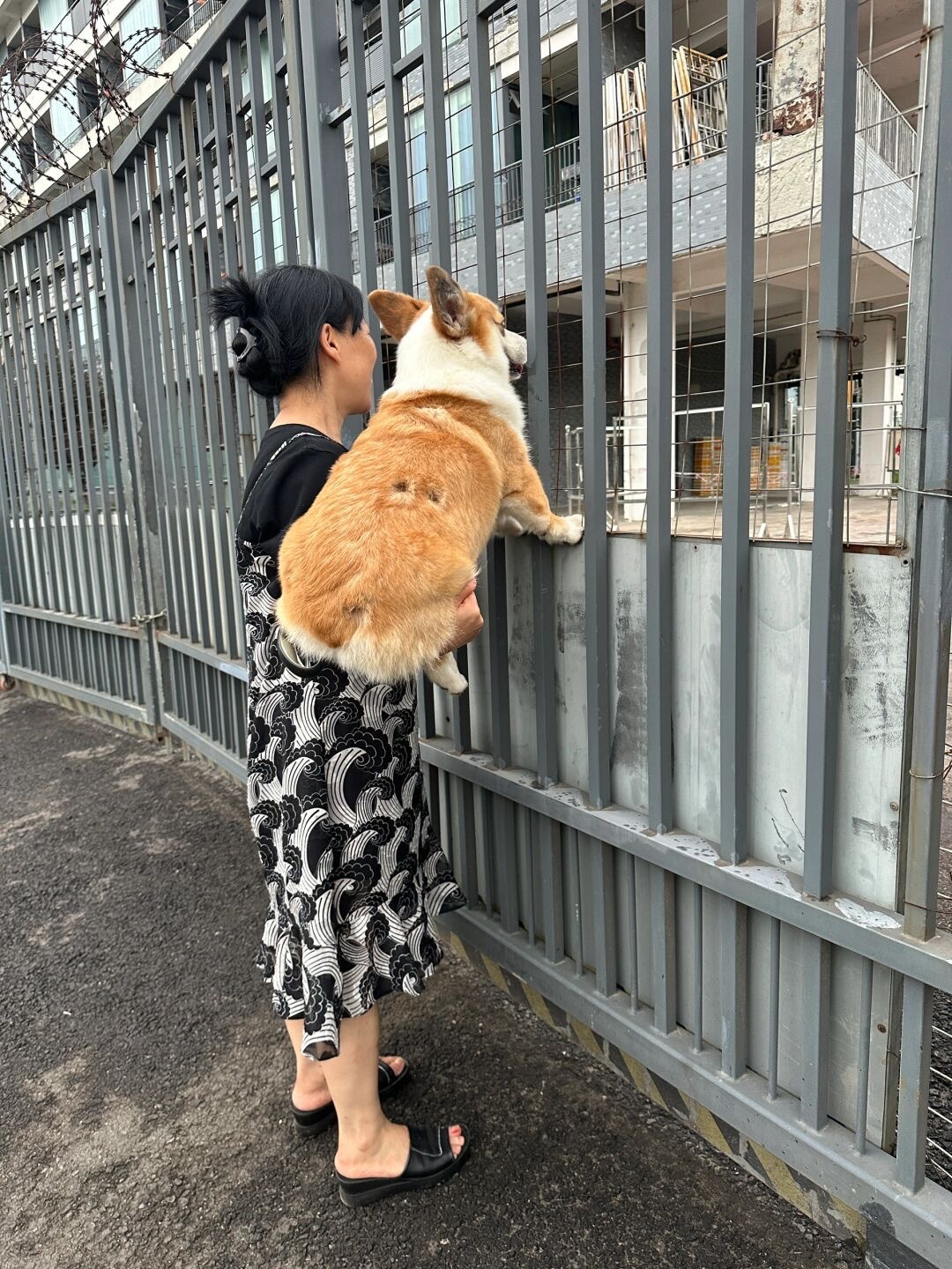 当小狗成为妈妈的八卦搭子后…边看热闹边讲解[允悲] ​​​