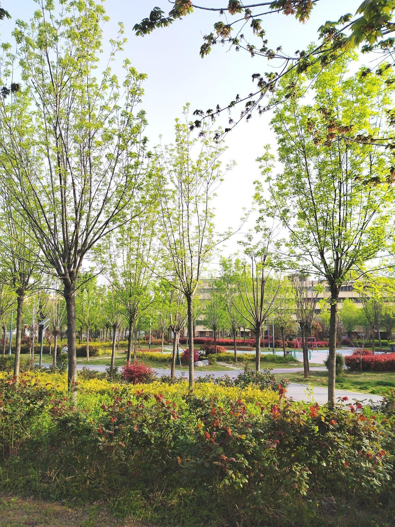 春日生活打卡季，今天早晨去沈丘千字文公园散步，随手拍下春日美景。