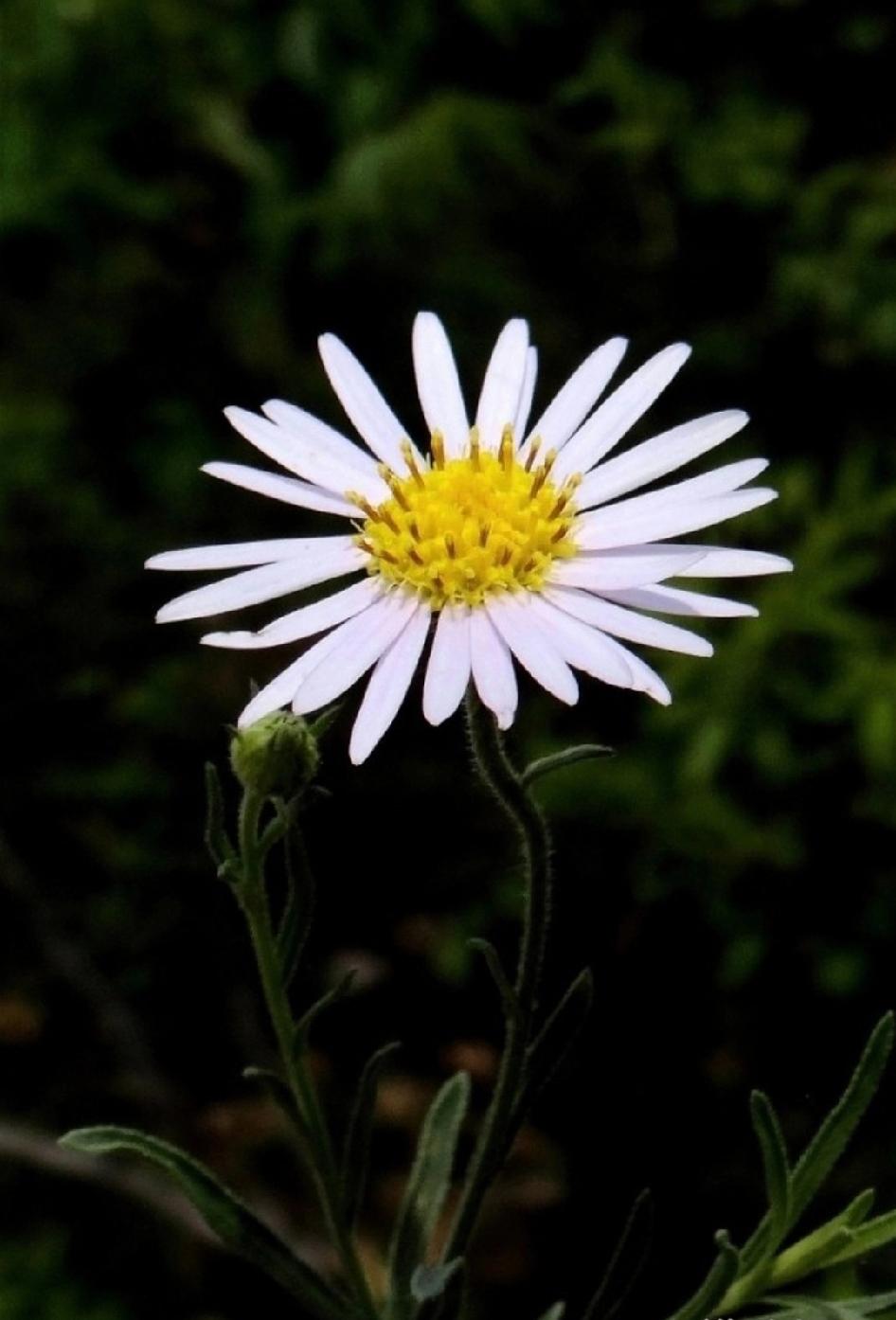 野花风拂香阵阵
    小野花，自然的精灵，土地的诗篇，旷野的文章。
    在